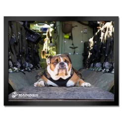 U.S. Marine Corps Bulldog Framed Print